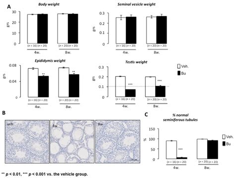 Analysis of the Reversible Impact of the Chemodrug Busulfan on Mouse Testes