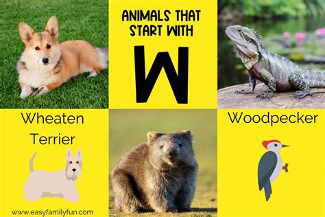 104 Wonderful Animals that Start with W