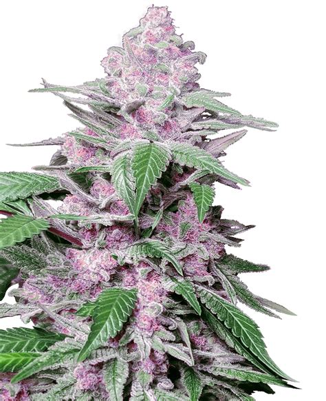 Purple Cookie Kush 3Stk Fem von Sensi Seeds | Samen online kaufen ...