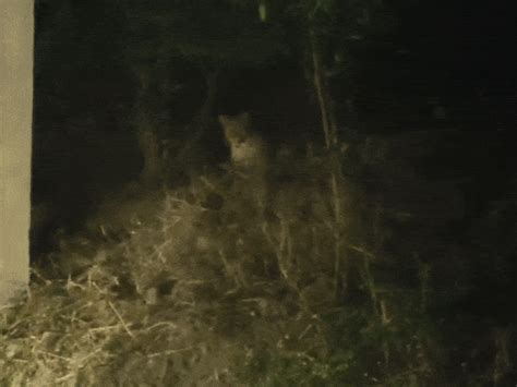 Leopard spotted neat Indore trenching ground