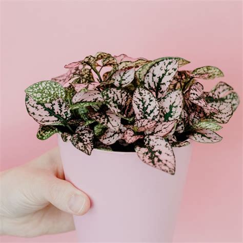 Pink Polka Dot Plant Care - The Hobby Wife