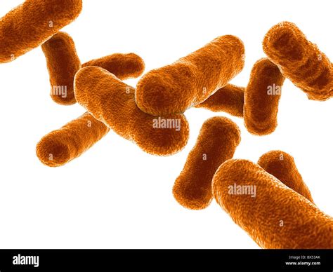 Rod shaped bacillus bacteria Stock Photo - Alamy