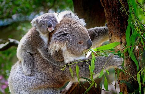 Reproduction Of Koalas