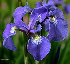 iris fiore coltivazione iris come curare e coltivare gli iris in vaso e in giardino iris fiore coltivazione iris come curare e coltivare gli iris in vaso e in giardino