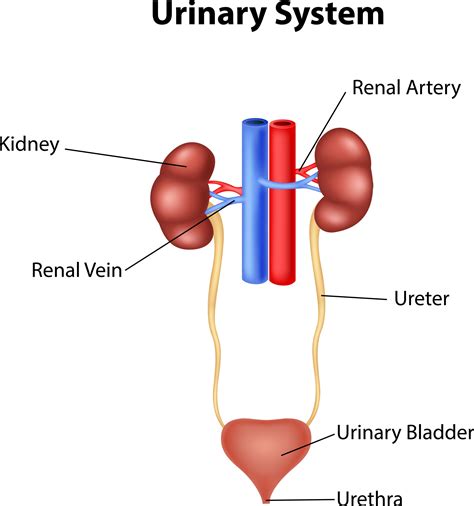 6 Urinary Symptoms That Warrant a Visit to The Urologist