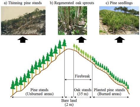 Post-Fire Restoration Plan for Sustainable Forest Management in South Korea