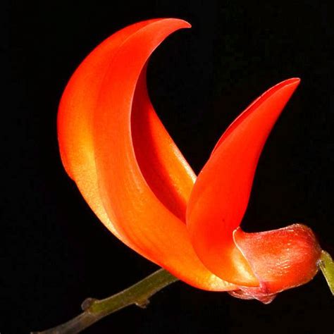 Red Jade Vine (Mucuna Bennettii) | Soiled