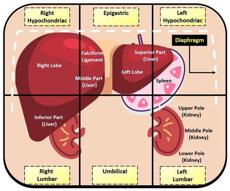 Deep Learning Framework for Liver Segmentation from T1-Weighted MRI Images