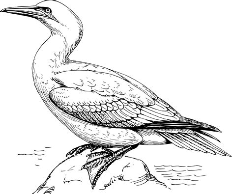 National Birds Trinidad And Tobago - Free Coloring Pages