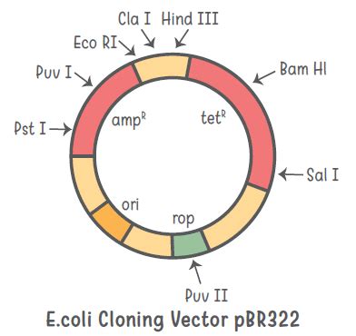 Biotechnology Principles and Processes Class 12 Notes Biology Chapter ...