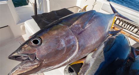 Yellowfin Tuna In Spanish at Adrienne Maldonado blog