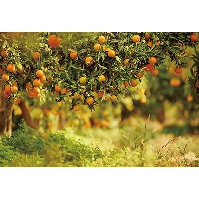 YEELE 9x6ft Spring Backdrop for Outdoor Garden Party India | Ubuy