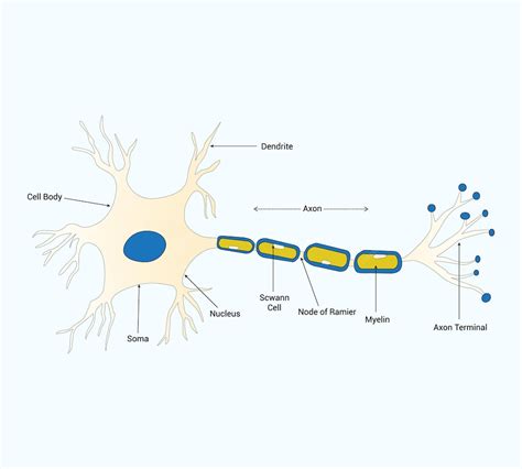 Medical science educational neuron structure brain cell diagram ...