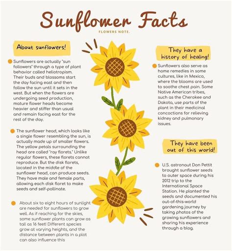 Pin by Navona Cummings Hanes on Sunflowers, Daisies & Hearts ...