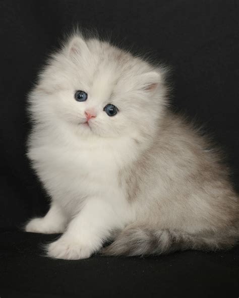 Silver & White Persian Kittens - Doll Face Persian KittensPre-Loved ...
