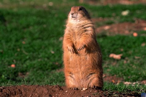 Image result for Domesticated Prairie Dogs