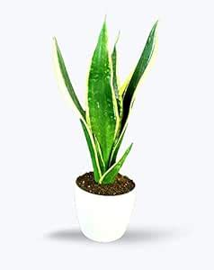 BIRTHRIGHT Charmygreen Decorative Sansevieria Trifisciata, Snake Plant ...