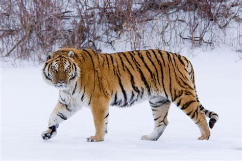 世界上最凶猛的老虎，不是东北虎也不是华南虎，而是号称霸王的它