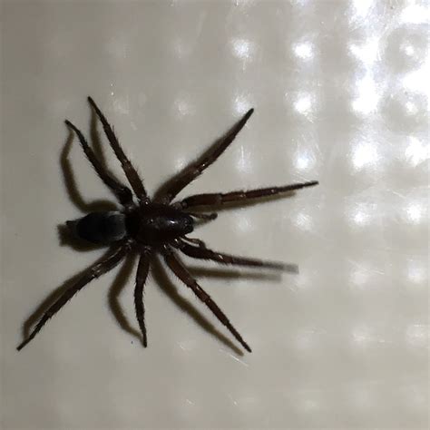 Scotophaeus blackwalli (Mouse Spider) in San Lorenzo , California United States