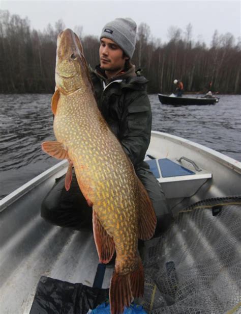 Image result for Angelkoder Schweden Hecht