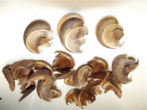 Exploding Tree 的图像结果