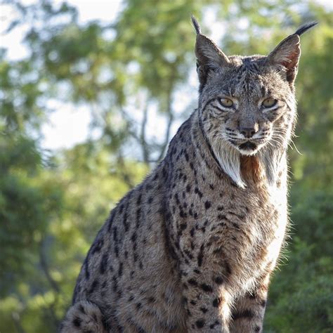 Iberian Lynx Habitat