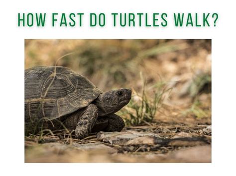 Image result for Turtle Fast Move