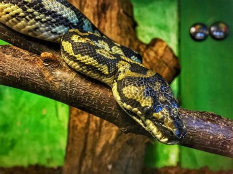 Image result for Burmese Python On Tree