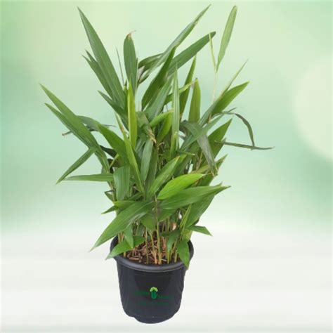 Golden Duranta Plant