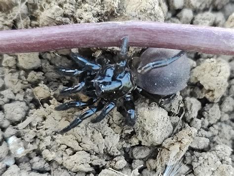 Made a new 10 legged friend?? : r/whatsthisbug