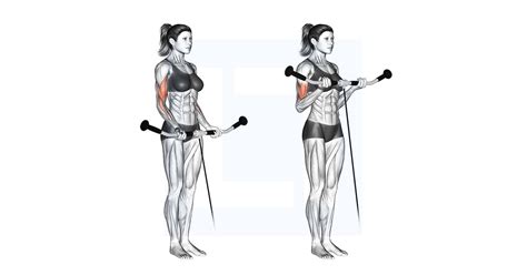 Image result for Cable Curl Workout