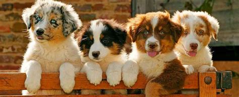 Top 10 Dog Breeds in India – Best Cute, Small, Dangerous Dog Breeds