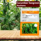 Nunhems Cucumber Seegreen - 1000SEEDS – Agriplex