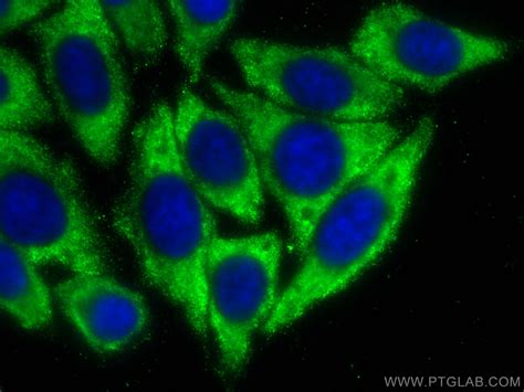 APOE antibody (CL488-66830) | Proteintech
