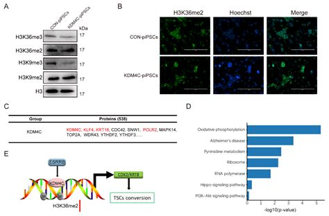 KDM4C Contributes to Trophoblast-like Stem Cell Conversion from Porcine ...