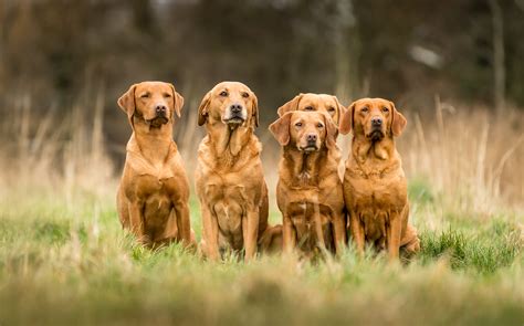Fox Red Lab Dog AKC Fox Red Labrador Retriever Puppies Retrievers Of
