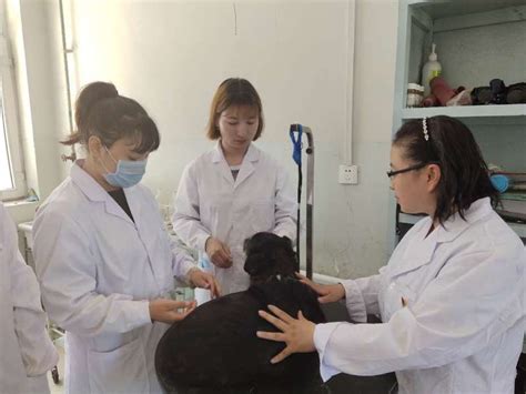 新疆农业大学动物医学学院教学动物医院实习生培养简介