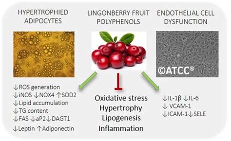 Nutrients | Special Issue : Effect of Phenolic Compounds on Human Health