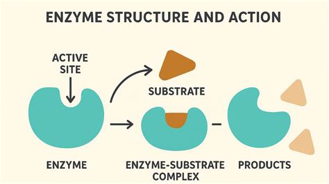 Image result for Enzyme Activity Lab Report Example
