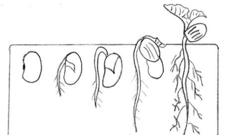 种子发展史简笔画(种子发展过程简笔画) | 抖兔教育
