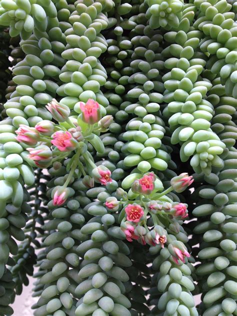 Donkey Tail Blooms