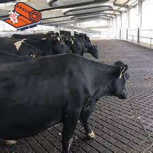 Ursus Animal Feeding Black Cow Mat Waterproof With Raised Edges XL Pet ...