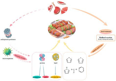 Research Progress on the Mechanism of the Impact of Myofibrillar ...