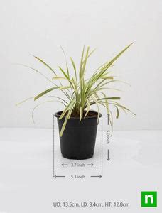Buy Ophiopogon Jaburan Variegated, Giant Lily Turf - Plant online from ...