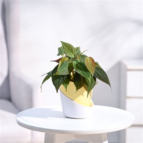 Buy Philodendron Plants Online in India | Safe Home Delivery