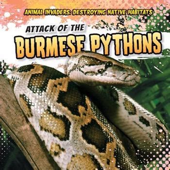 Image result for Burmese Python Attack