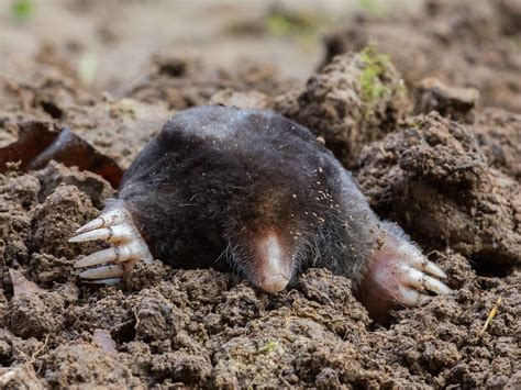 What Do Moles Eat
