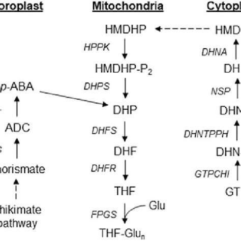 Image result for Folate Function