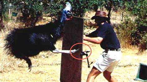 Why The World's Deadliest Bird Keeps Breaking Into People's Houses