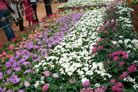 D'source Introduction | Lalbagh Flower Show | D'Source Digital Online ...